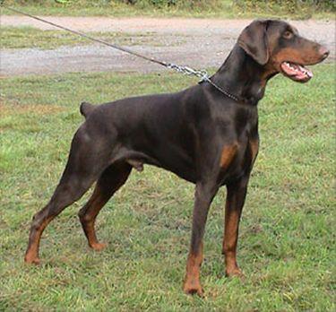 Aman v. Südharz | Brown Doberman Pinscher