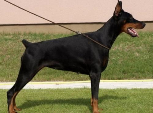 Harmonie Betelges | Black Doberman Pinscher