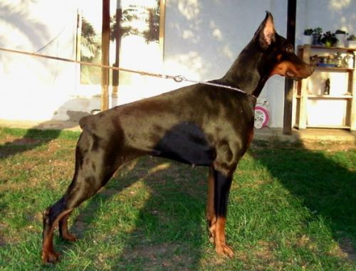 Filipa v. Scarva's Strand | Black Doberman Pinscher