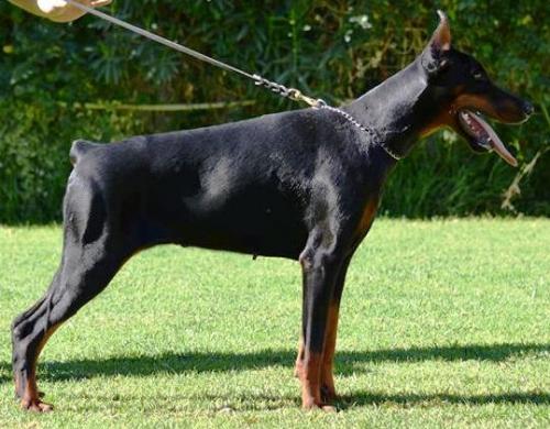 Fortunata v. Scarva's Strand | Black Doberman Pinscher