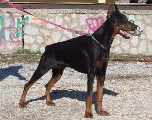 Felicitas v. Scarva's Strand | Black Doberman Pinscher