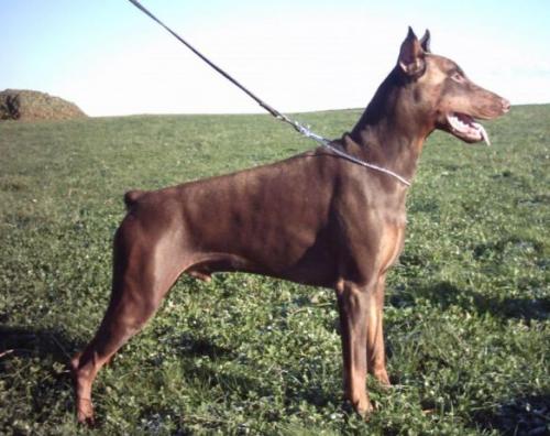 Arco v. Beukenhage | Brown Doberman Pinscher