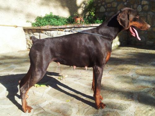 Lana del Diamante Nero | Brown Doberman Pinscher