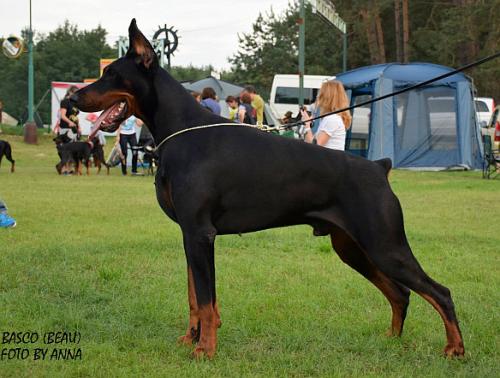 Beau (LO1315105) | Black Doberman Pinscher