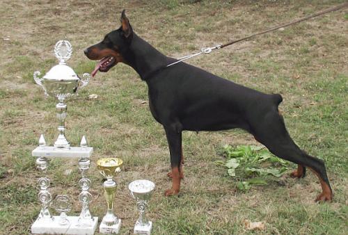 Jataka Black Iron Warrior | Black Doberman Pinscher