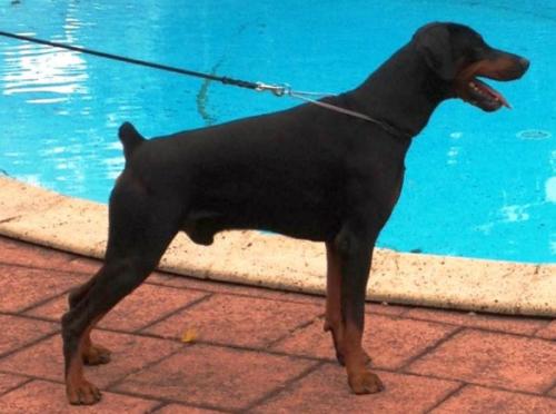 Gohan v. Jagerhohle | Black Doberman Pinscher