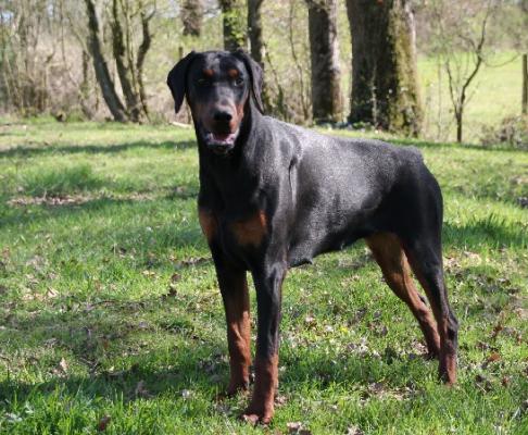 Gaina Alpha de la Croix d'Atal | Black Doberman Pinscher