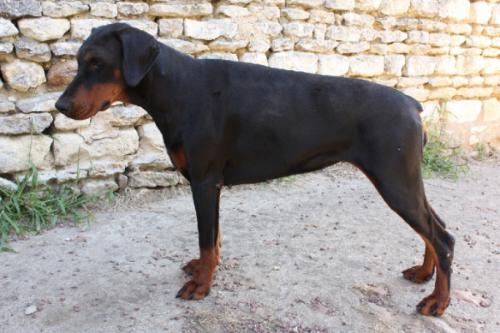 Girona Alpha de la Croix d'Atal | Black Doberman Pinscher