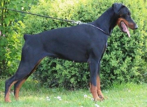 Ken-Ti's Issam | Black Doberman Pinscher