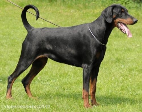 Odyssea Halit Pasa | Black Doberman Pinscher