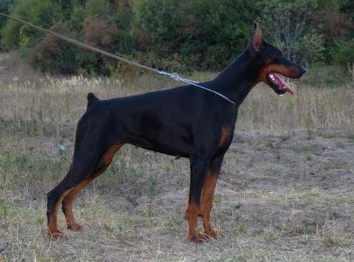 Safira from Lipar Land | Black Doberman Pinscher