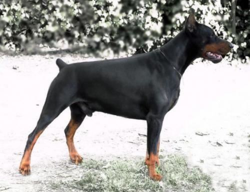 Qund Perseo II from Lipar Land | Black Doberman Pinscher