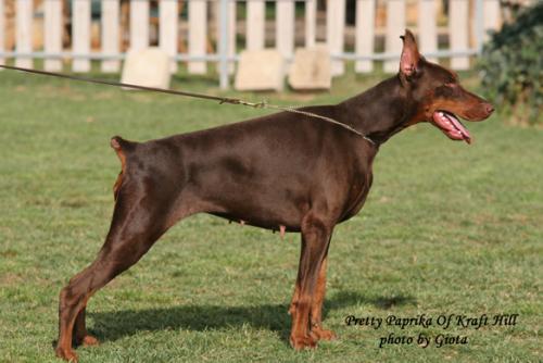 Pretty Paprika of Kraft Hill | Brown Doberman Pinscher