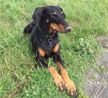 Ondra v. Nassau-Oranien | Black Doberman Pinscher