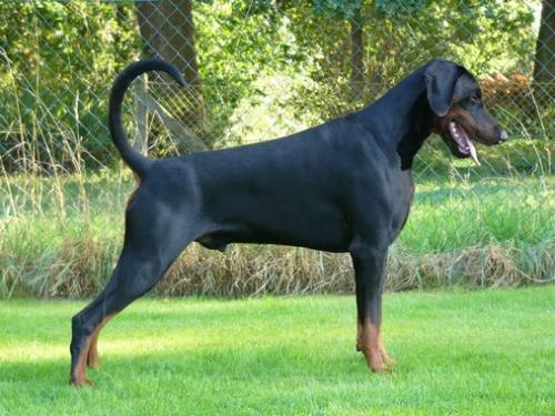 Index v. Hellerwald | Black Doberman Pinscher