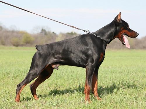 Focus Uppercut Prophet | Black Doberman Pinscher