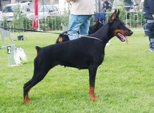 Elide Del Diamante Nero | Black Doberman Pinscher