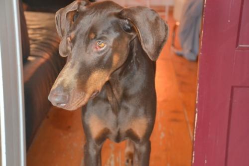 Jacobina v. Schuylenburcht | Brown Doberman Pinscher