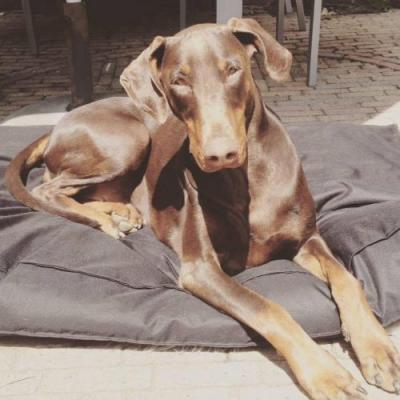 Janice v. Schuylenburcht | Brown Doberman Pinscher