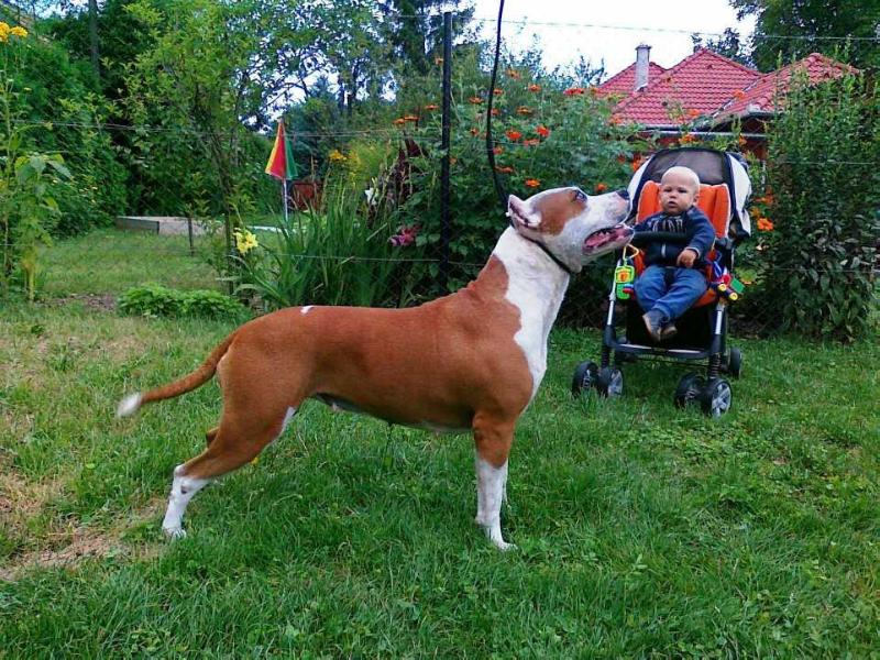 Jacks Heart Elizabeth | American Staffordshire Terrier 
