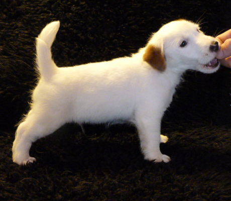 Hakubaku De la Rosée de l'Eden | Jack Russell Terrier 