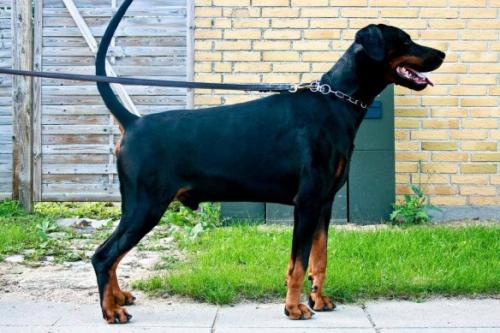 Fox v. Löwen Dom | Black Doberman Pinscher