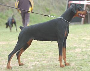 Pepper Ann de Gagnant | Black Doberman Pinscher