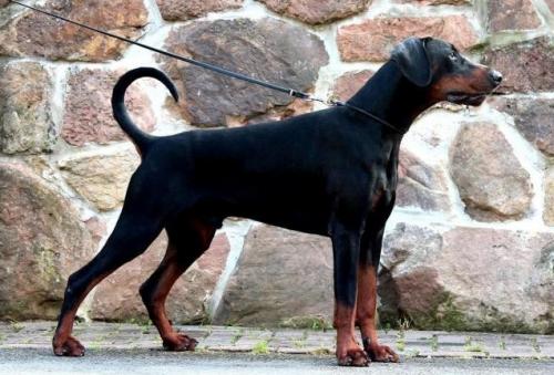 Gandor v. Residenzschloss | Black Doberman Pinscher