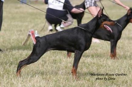 Blacktessa di Casa Giardino | Black Doberman Pinscher