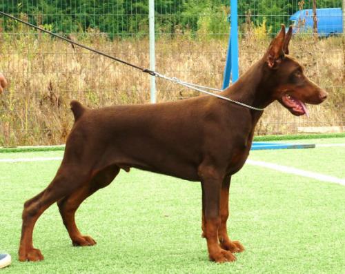Eastcoast v. Sagramos | Brown Doberman Pinscher