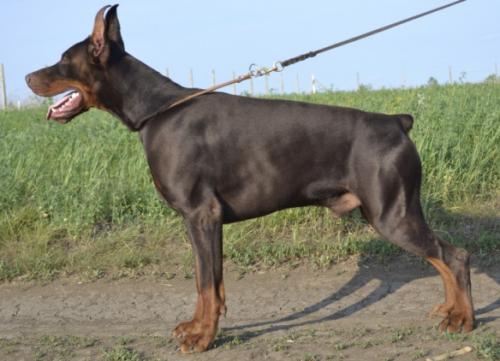 Get to the Point Bright Knight | Brown Doberman Pinscher