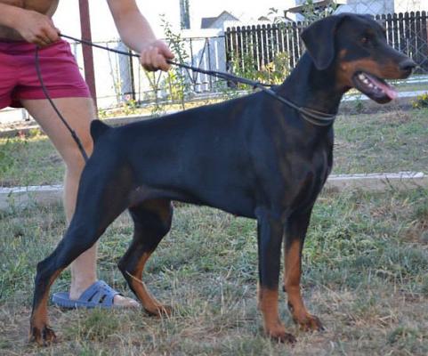 Get to the Point Callypso | Black Doberman Pinscher