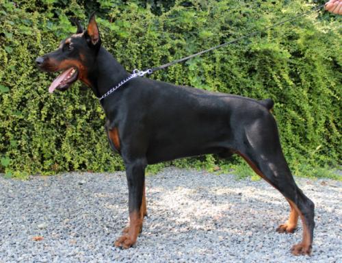 Hawk di Altobello | Black Doberman Pinscher