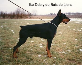 Ike Dobry du Bois de Liers | Black Doberman Pinscher