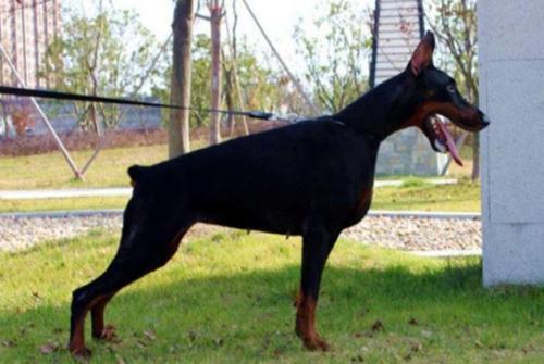 Tahi-Reme Tamiti | Black Doberman Pinscher