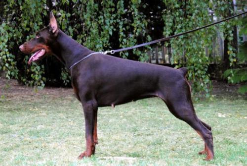 Tahi-Reme Lorelai | Brown Doberman Pinscher