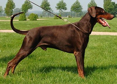 Athos v. Beelzebub | Brown Doberman Pinscher