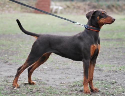 Africa v. Beelzebub | Brown Doberman Pinscher