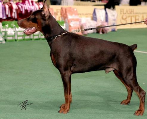 Faruda Speranto Ontal Optimisto | Brown Doberman Pinscher