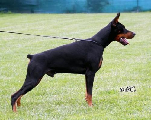 Ceasar Cros v. Ashanti | Black Doberman Pinscher