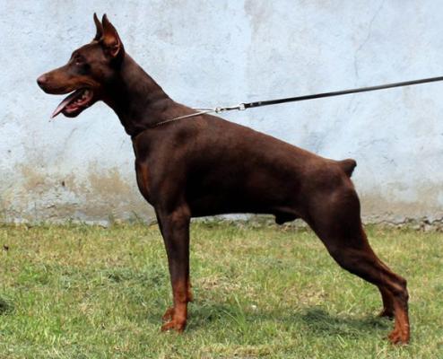 Castor Colt v. Ashanti | Brown Doberman Pinscher