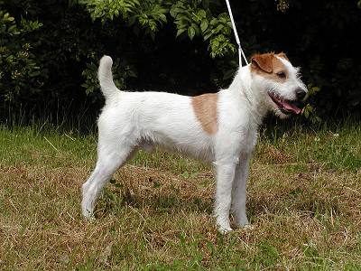 Rednock Ebenezer | Jack Russell Terrier 