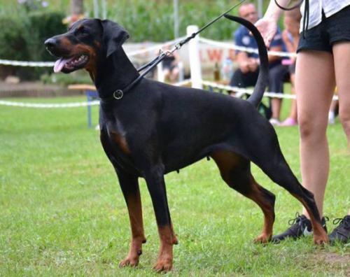 Una Donna Tschethay di Matario | Black Doberman Pinscher