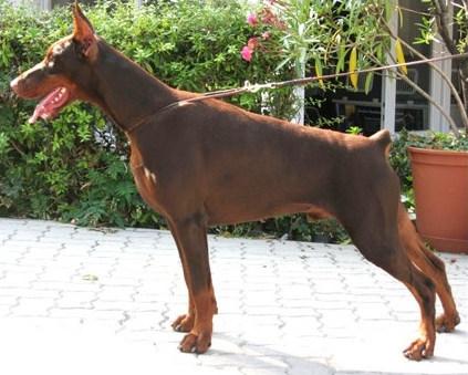 Rellaps Forrest | Brown Doberman Pinscher