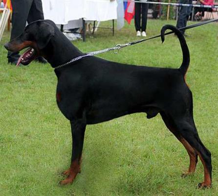 Vivan v. Klingbach | Black Doberman Pinscher