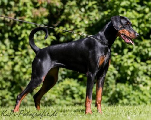 Morticia v.d. Horringhauser Höh | Black Doberman Pinscher