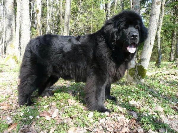 Skogbjörnen's Lady Carmen | Newfoundland 