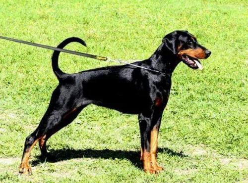 Maddy (LO1391278) | Black Doberman Pinscher