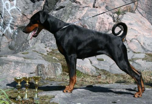 Stay in Style Hera-Hecate | Black Doberman Pinscher