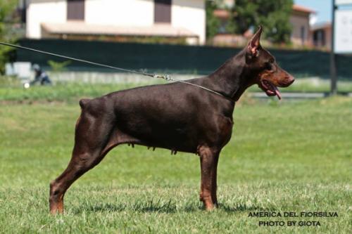 America del Fiorsilva | Brown Doberman Pinscher